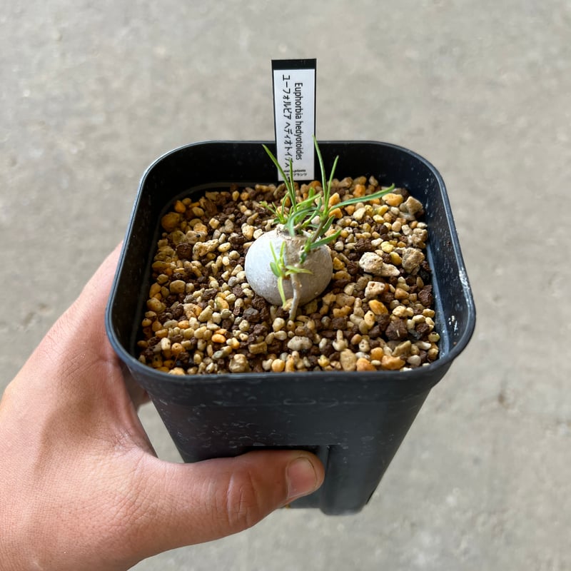 ユーフォルビア ヘディオトイデス | STELLA.PLANTS