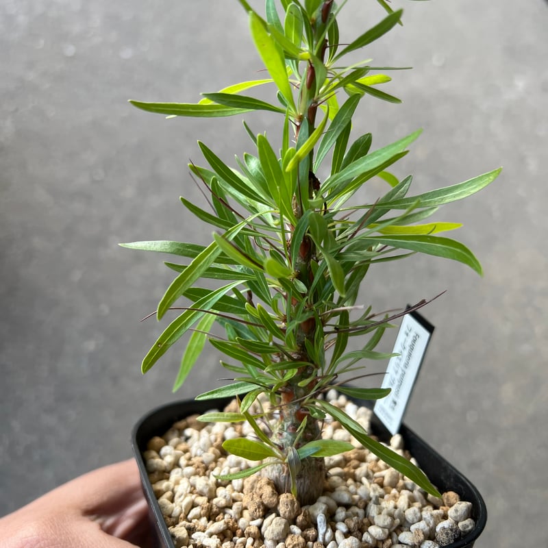 フォークイエリア プルプシー1 | STELLA.PLANTS