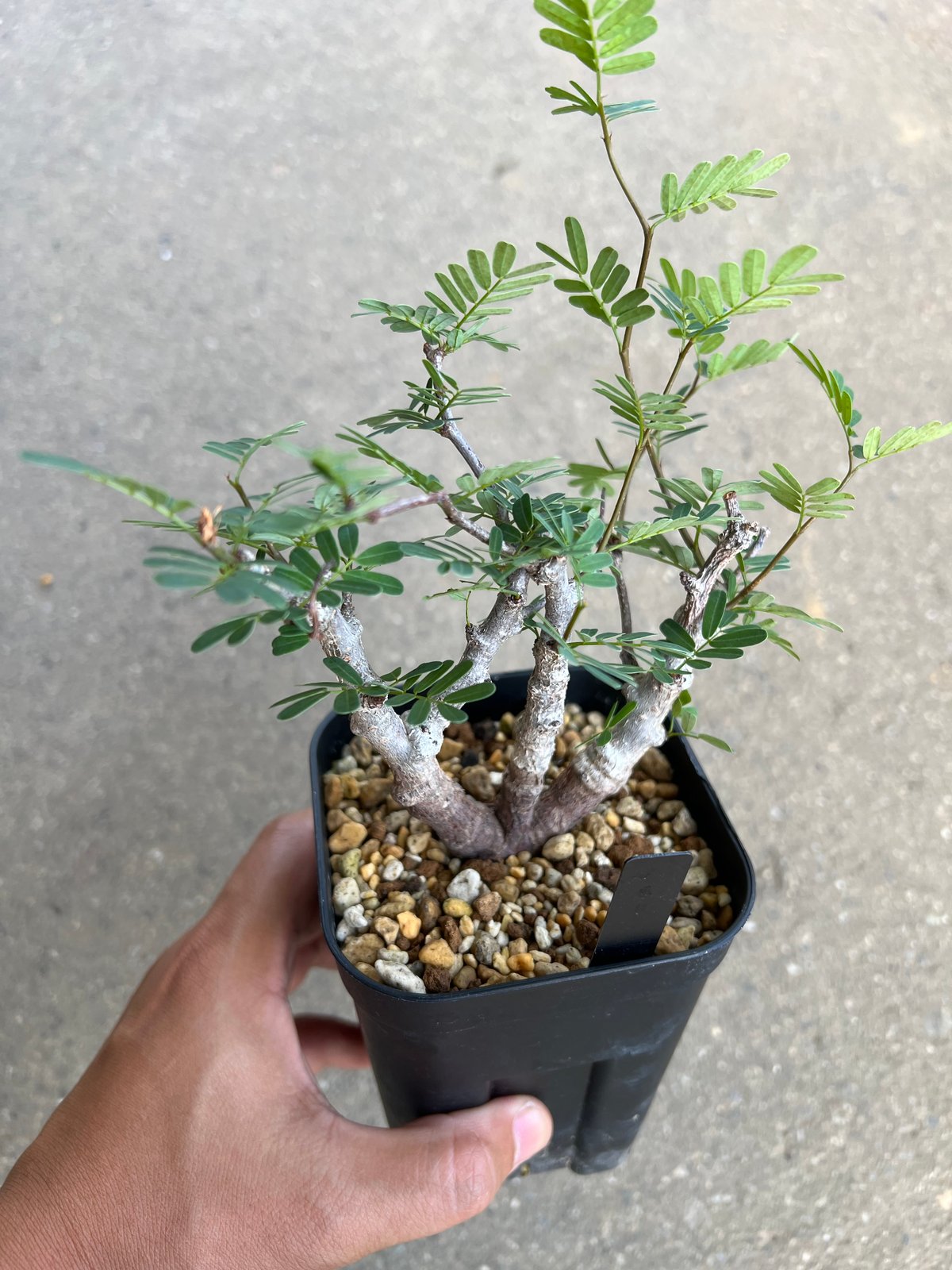 センナ メリディオナリス センナ メリディオナリス1 | STELLA.PLANTS