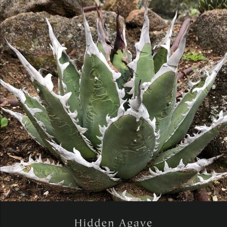 Agave 'White Fang' 3