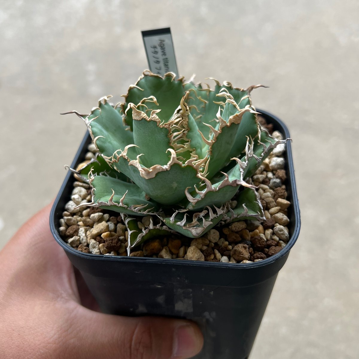 アガベチタノタ　フィリグリー子株① 1798多肉植物アガベチタノタAgave Titanota Filigree子株（2025