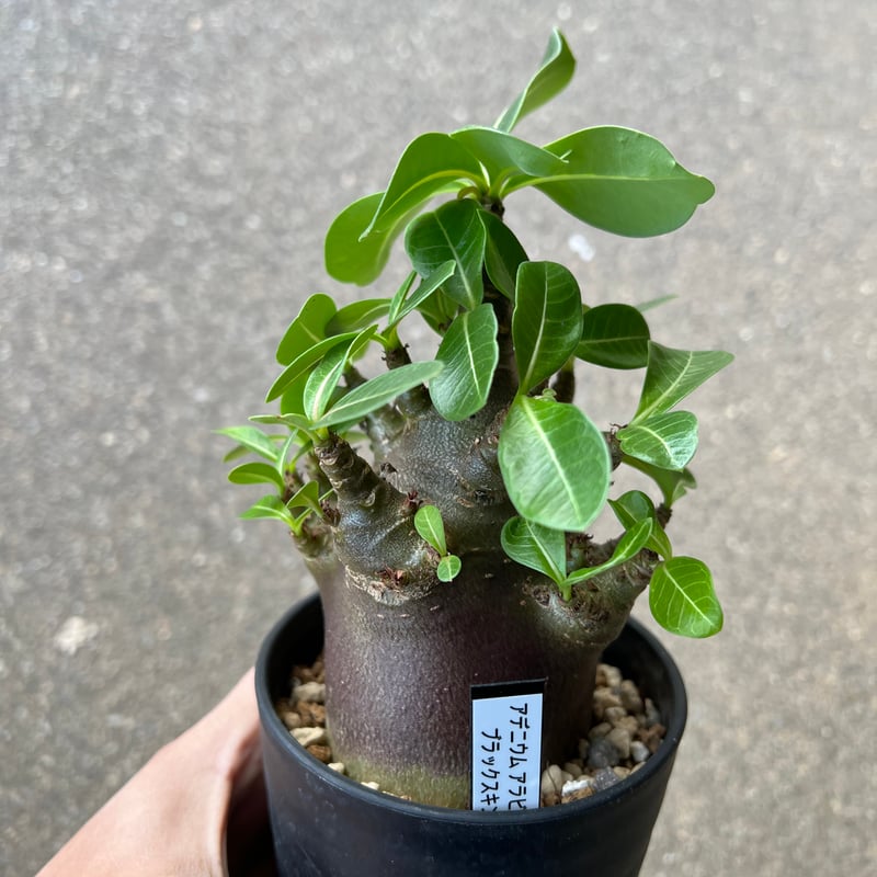 アデニウム アラビカム ブラックスキン4 | STELLA.PLANTS
