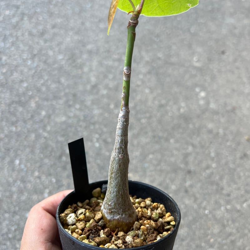 プセウドボンバックス エリプティクム1 | STELLA.PLANTS プセウドボンバックス エリプティクム1 | STELLA.PLANTS
