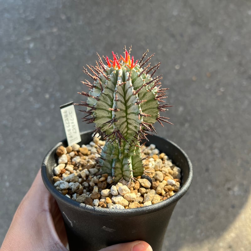 ユーフォルビア 宇田ゼブラホリダ | STELLA.PLANTS