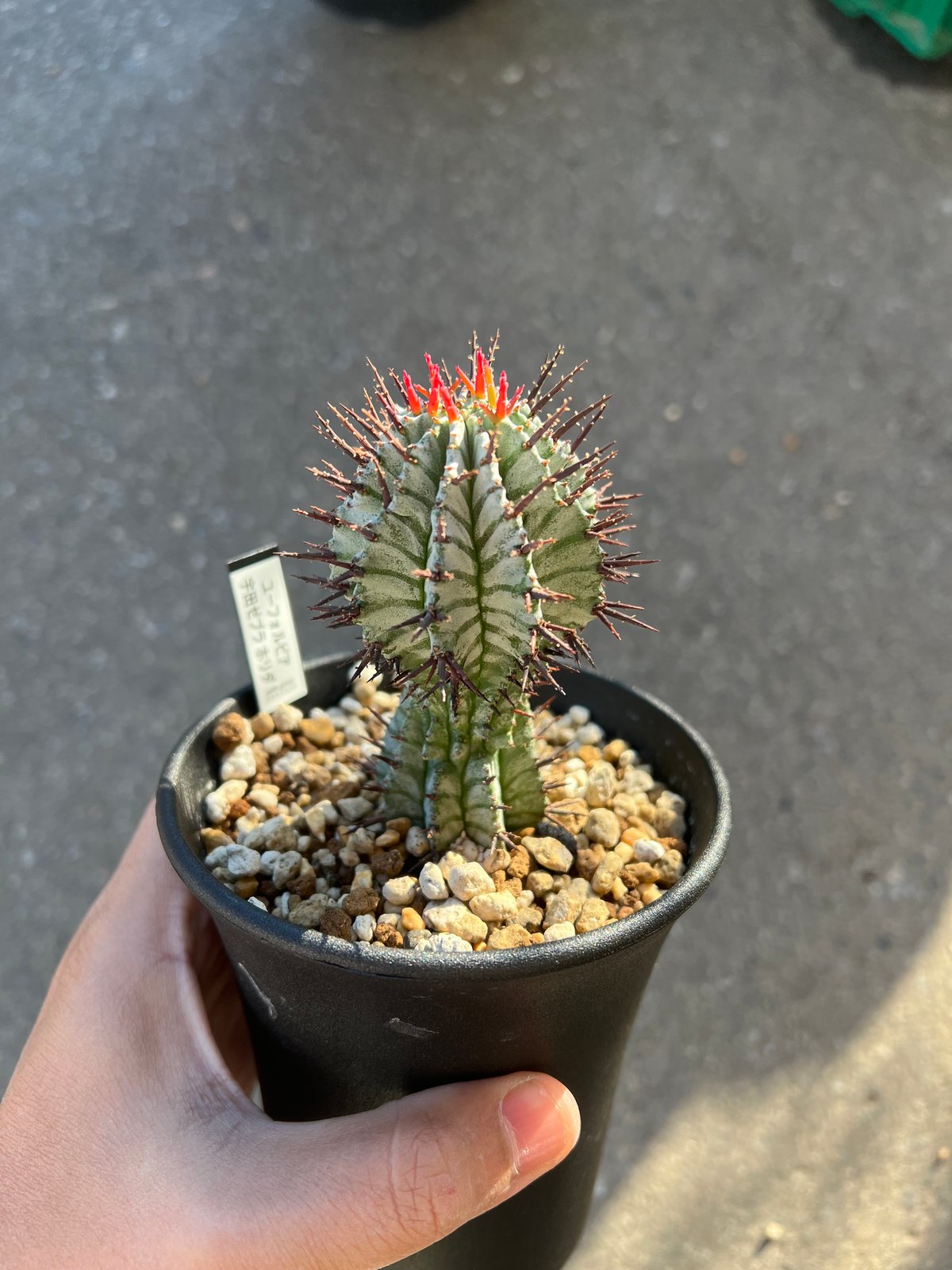 ユーフォルビア　宇田ゼブラホリダ ユーフォルビア 宇田ゼブラホリダ | STELLA.PLANTS