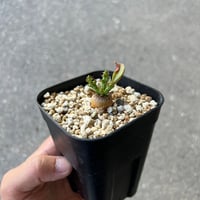 ミ*コ様 特選 希少多肉植物 ゲチリス・グランディフローラ 南アフリカ原産 大株 ミ*コ様 特選 希少多肉植物 ゲチリス・グランディフローラ