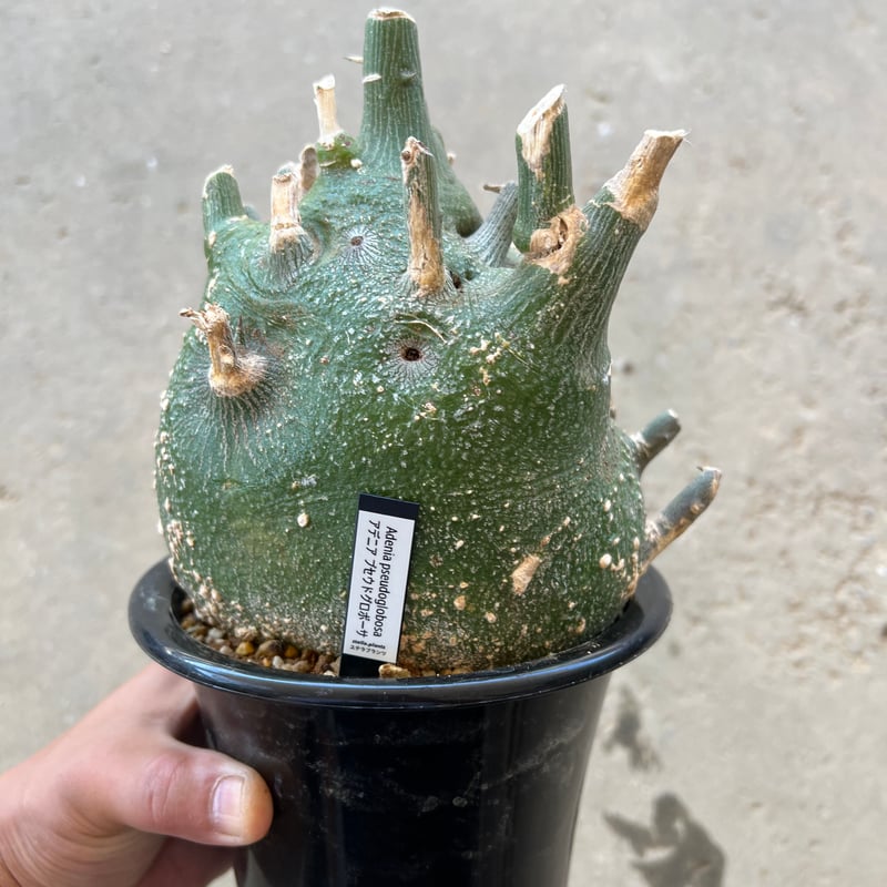 ズ*ス様 アデニア　グロボーサ　ベアルート　発根済み ズ*ス様 アデニア グロボーサ ベアルート 発根済み 発根済