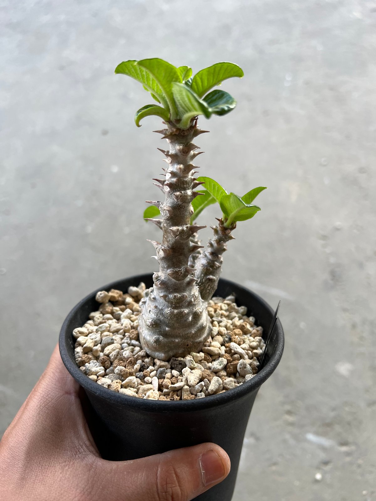 パキポディウム ウィンゾリー | STELLA.PLANTS パキポディウム ウィンゾリー | STELLA.PLANTS