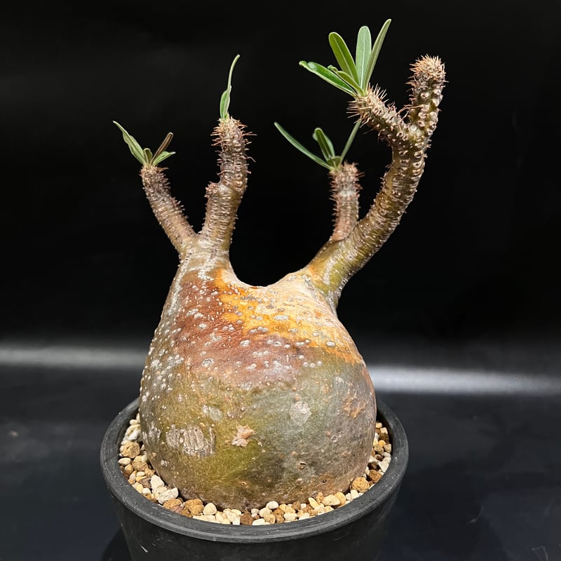 パキポディウム グラキリス | STELLA.PLANTS 