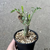 ペラルゴニウム クリズミフォリウム2