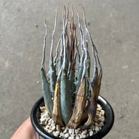 【良苗】アガベ 曲刺八雷（八荒殿×雷神 ）八荒雷神　匿名配送可能 曲棘八雷 / 八荒雷神 子株 | Agave Rocon