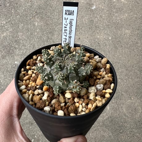 ユーフォルビア デセプタ1