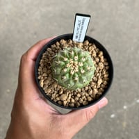 アストロフィツム スーパー兜 Vタイプ/アロータイプ | STELLA.PLANTS