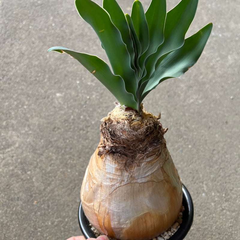 ブーファン　ハエマンソイデス　実生　A ブーファン ハエマンソイデス | STELLA.PLANTS