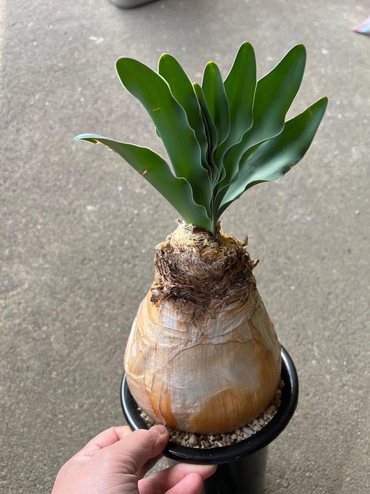 ブーファン ハエマンソイデス ブーファン ハエマンソイデス | STELLA.PLANTS