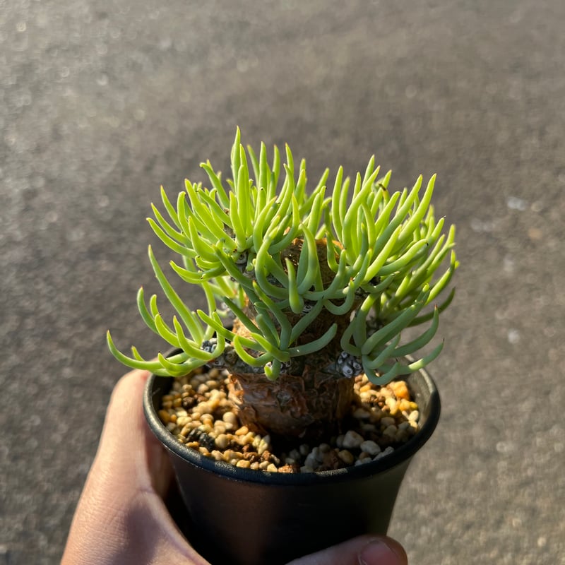 チレコドン ペアルソニー1 | STELLA.PLANTS