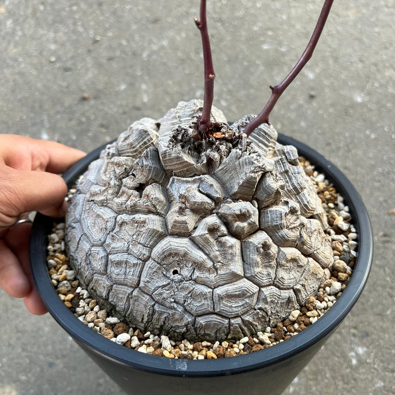 こ*こ様 亀甲竜 Ｂ アフリカ亀甲竜 （④ アフリカ亀甲竜 約4.4cm 鉢ごとゆうパック
