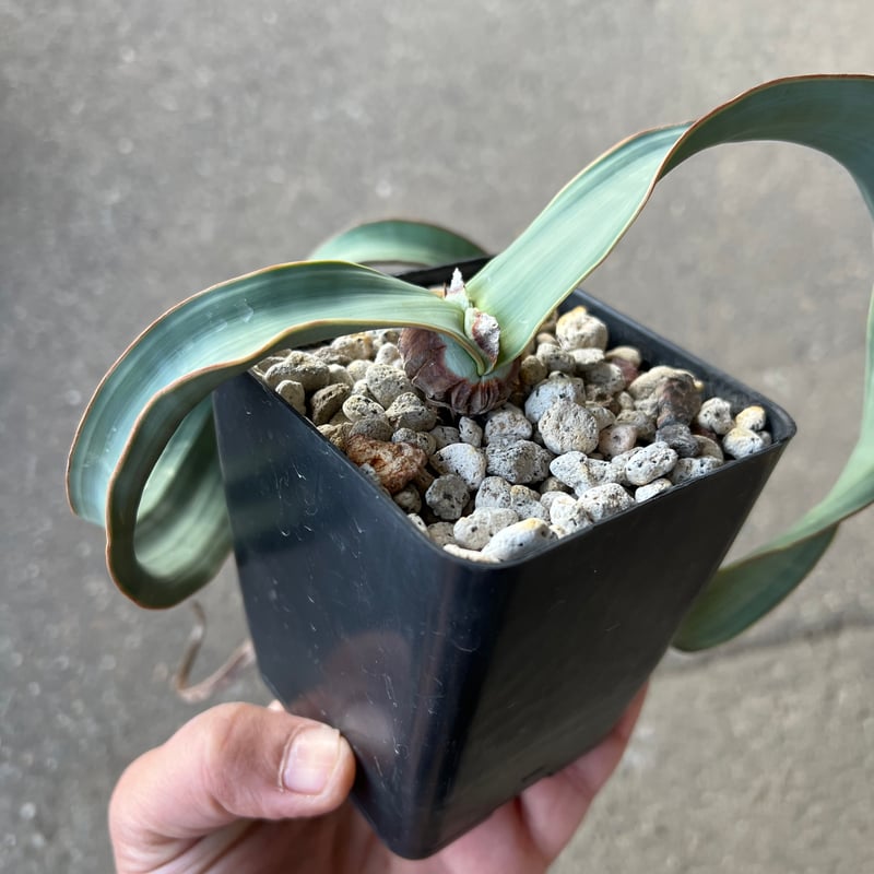 ウェルウィッチア ミラビリス 3 | STELLA.PLANTS ウェルウィッチア ミラビリス 3 | STELLA.PLANTS