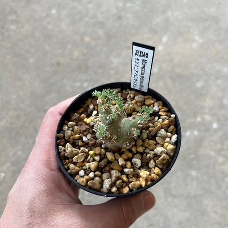 モンソニア ペニクリナム4