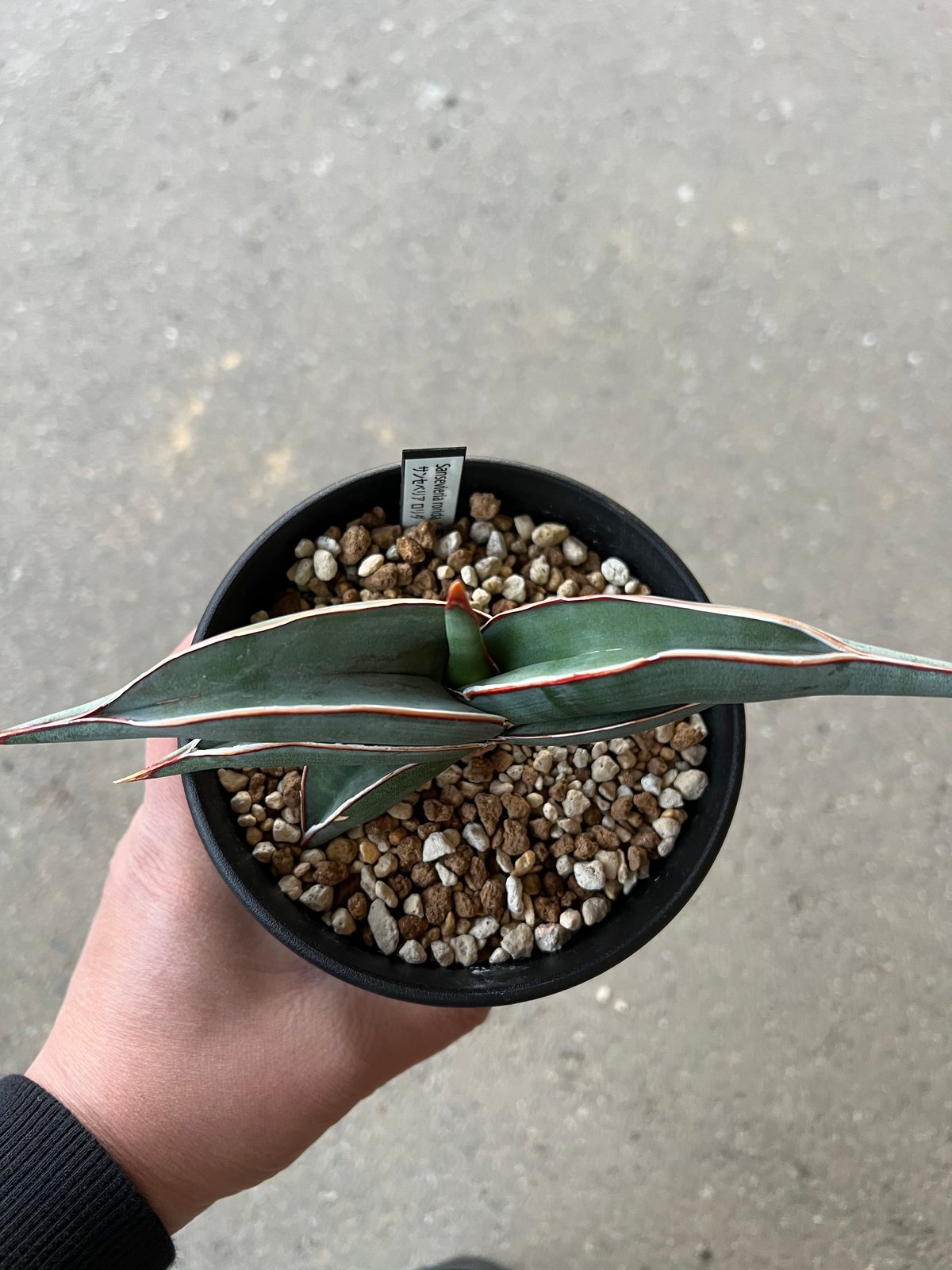 サンセベリア ロリダ | STELLA.PLANTS