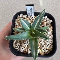 アガベ チタノタ 'シーザー' 子株 | STELLA.PLANTS