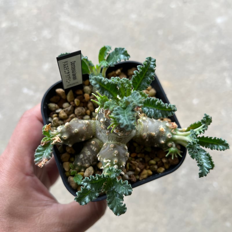 観葉植物/ドルステニア:ラブラニー 2.5号鉢植え* パイナップル 観葉植物/ドルステニア:ラブラニー 2.5号鉢植え* パイナップル