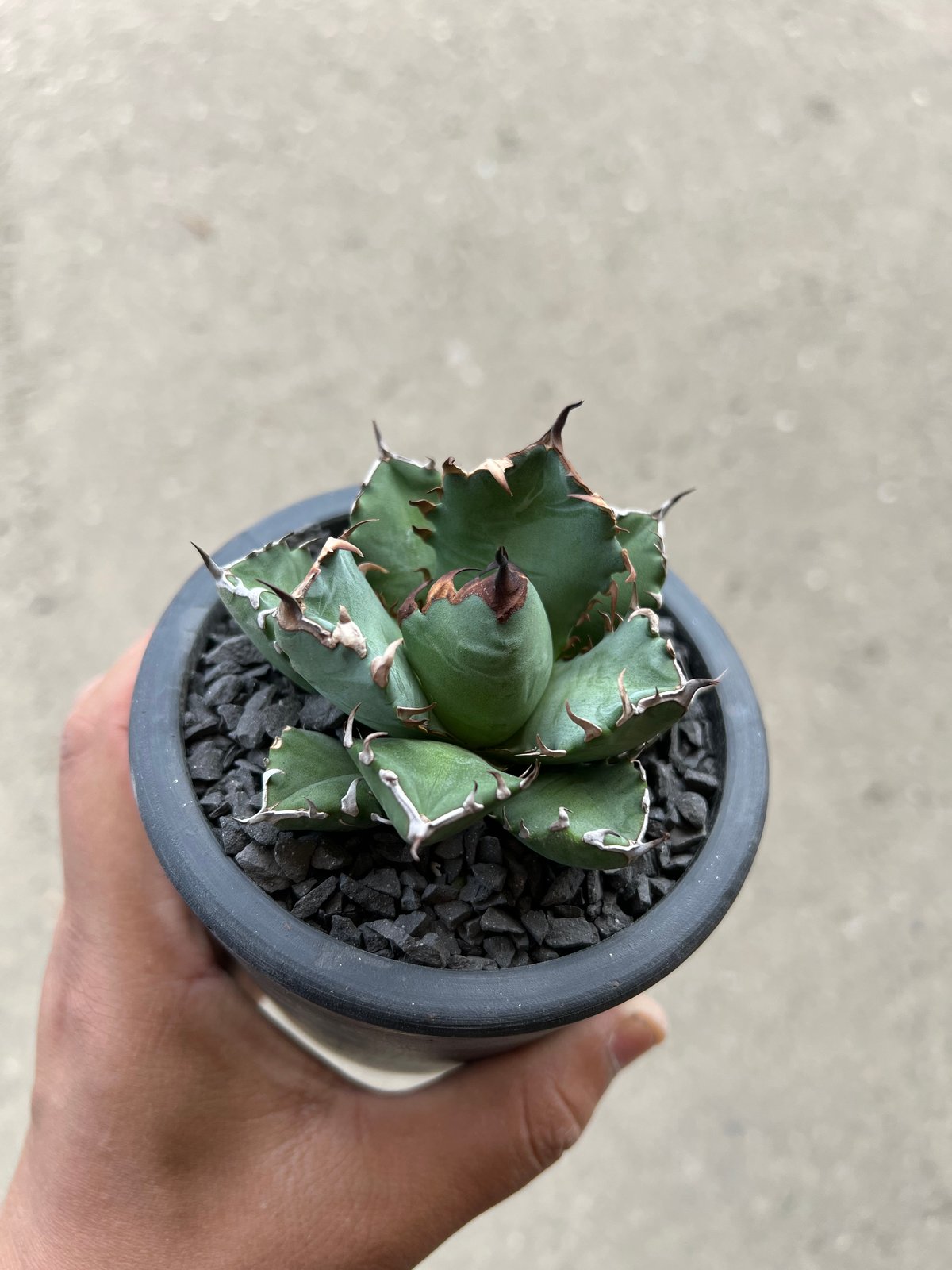 アガベチタノタ農大（親株） アガベチタノタ農大大株国産