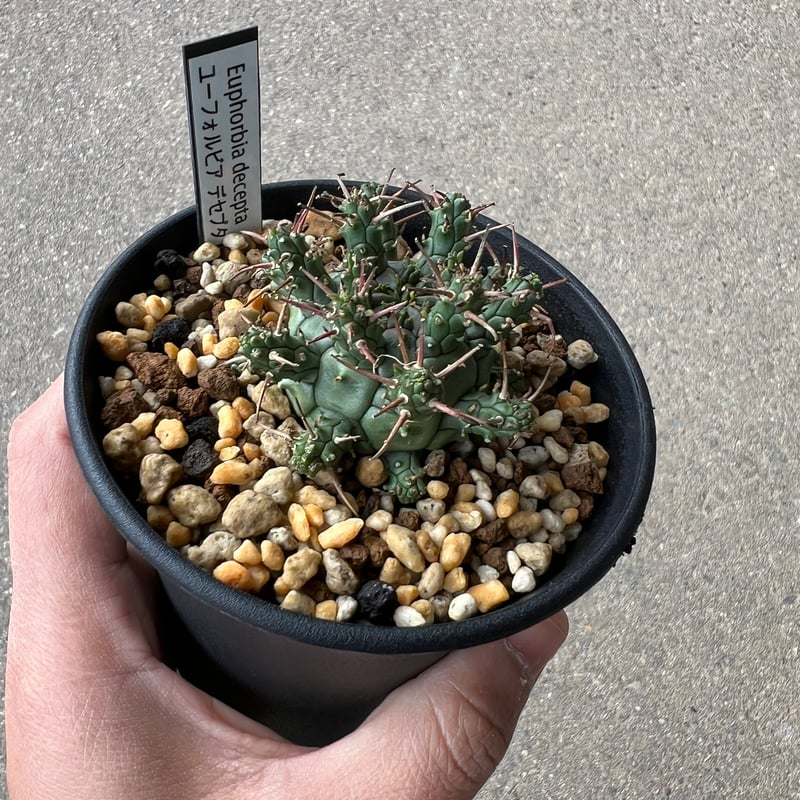 レア種 ユーフォルビア デセプタ 抜き苗　② レア種 ユーフォルビア デセプタ 抜き苗 ② - メルカリ