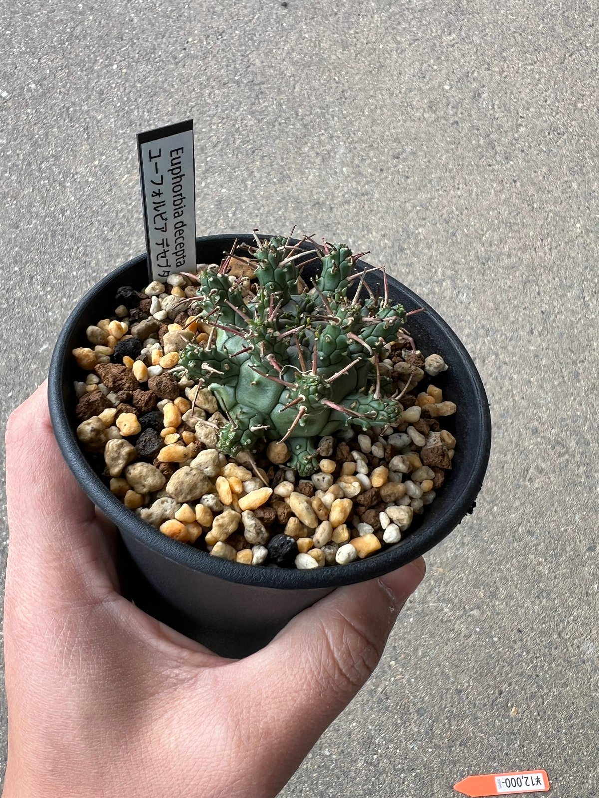 ユーフォルビア デセプタ2 | STELLA.PLANTS