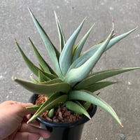サンセベリア バイビット
