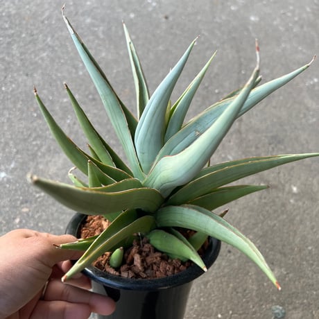 その他観葉植物 stella STELLA.PLANTS