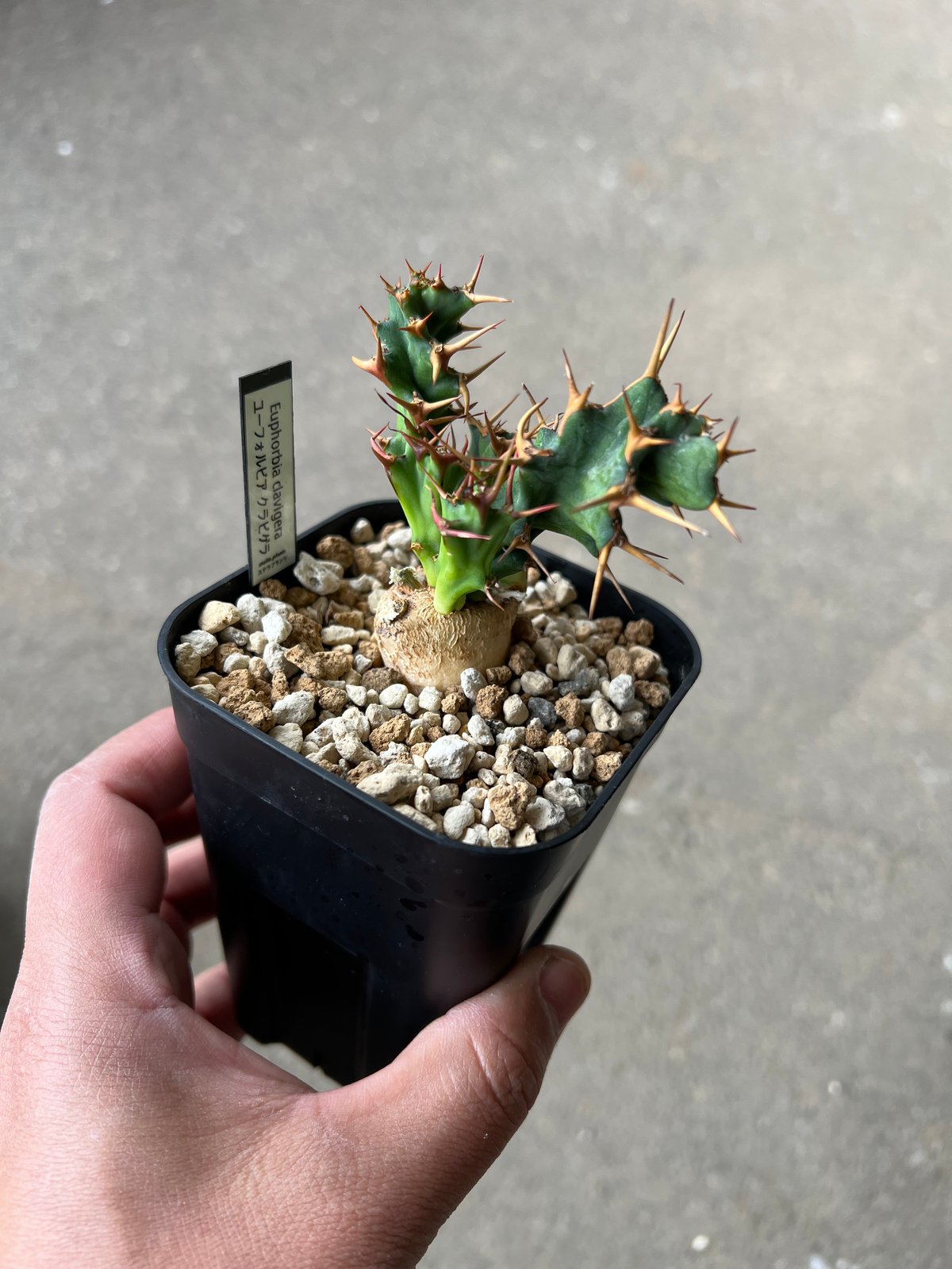 ユーフォルビア　クラビゲラ　現地球　Euphorbia clavigera Ⅱ ユーフォルビア クラビゲラ 