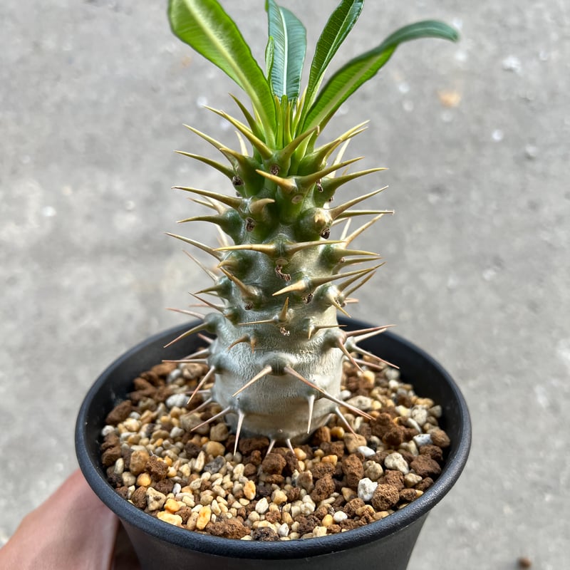 パキポディウム エブレネウム 検/グラキリス アンボンゲンセ ウィンゾリー パキポディウム エブレネウム 検/グラキリス アンボンゲンセ