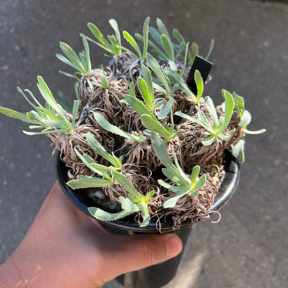 68f9cbd0be11ecb5d0d7d14d