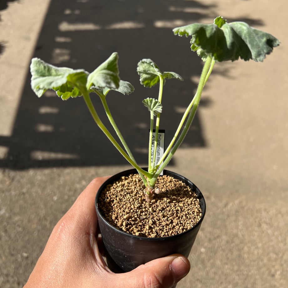 673168d4be9f7e02d11aa163