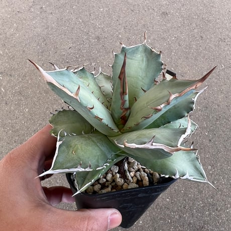 アガベ zenzen CATEGORY Agave | アガベ専門店 Heart plants.