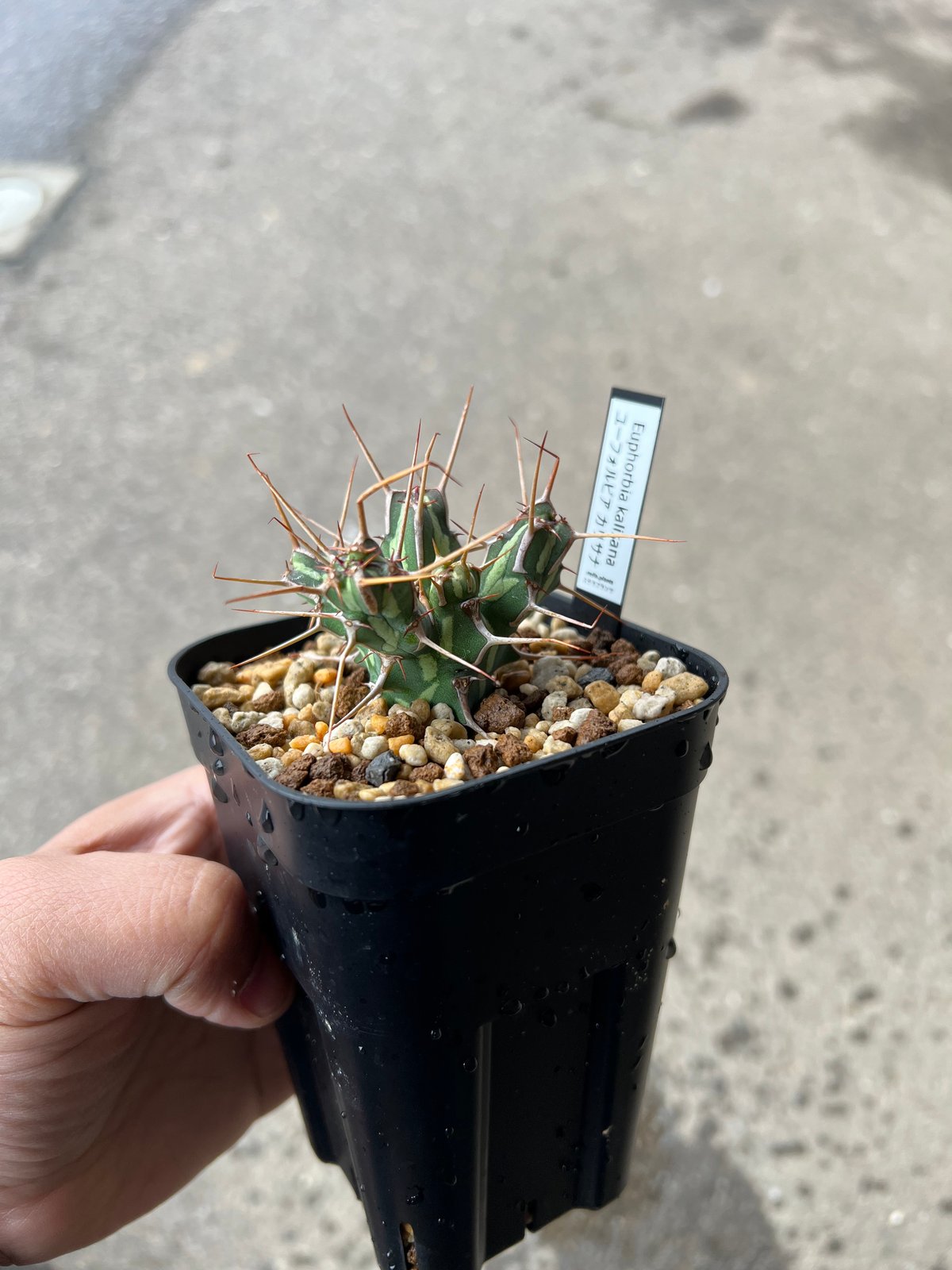 ユーフォルビアカリサナ小【実生苗】