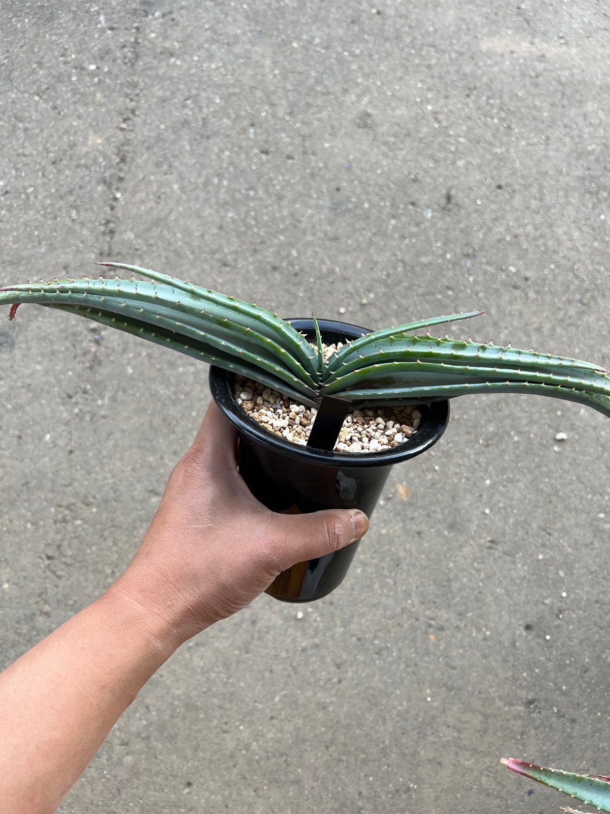 erisa tera feburian アロエ スプラフォリアータ2 | STELLA.PLANTS