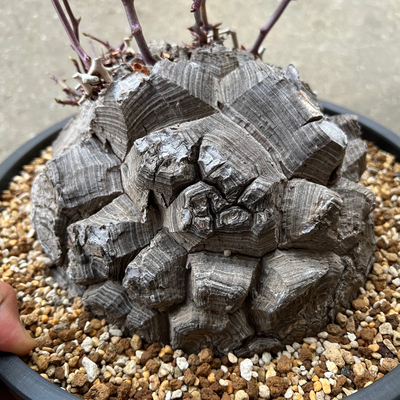亀甲竜 ④ ⑨ 2株 アフリカ亀甲竜 8寸 | STELLA.PLANTS