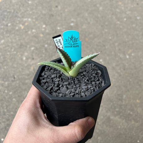 CATEGORY アガベ | STELLA.PLANTS