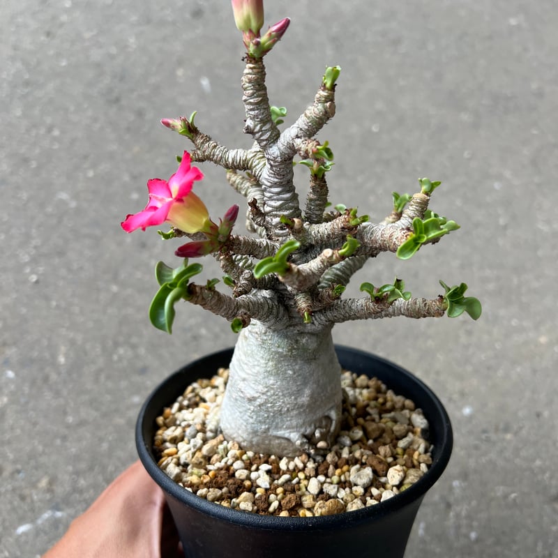 花鳥風月 【極美/獅子葉/極太/アデニウム】 DHA-7 アデニウム D.H.A (獅子葉) 「Adenium D.H.A」7/4-920 | SHO