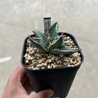 超美株‼︎】アガベ ホリダ カリフォルニアドワーフ 最終価格 Yahoo