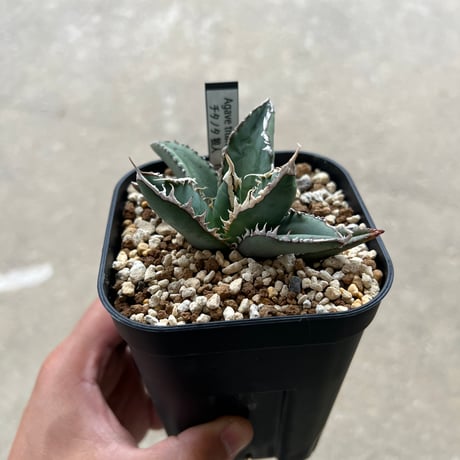 CATEGORY アガベ | STELLA.PLANTS CATEGORY アガベ | STELLA.PLANTS
