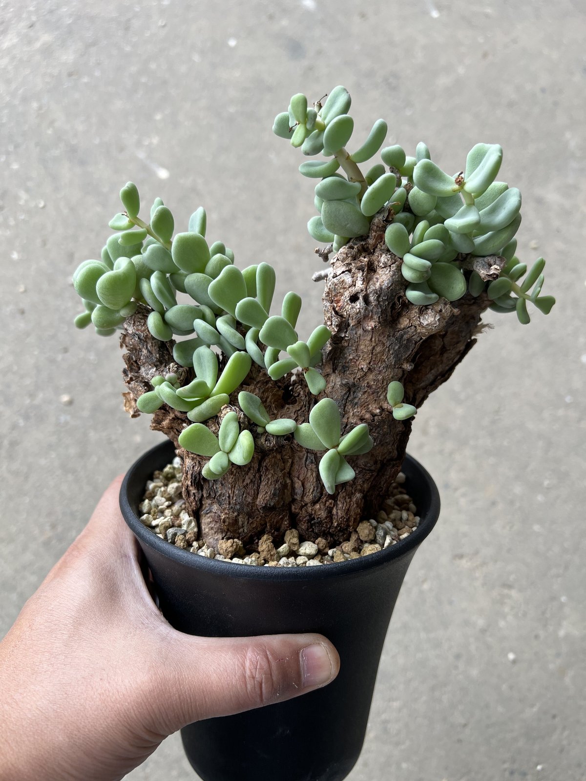 ケラリア ピグマエア メス株 | STELLA.PLANTS