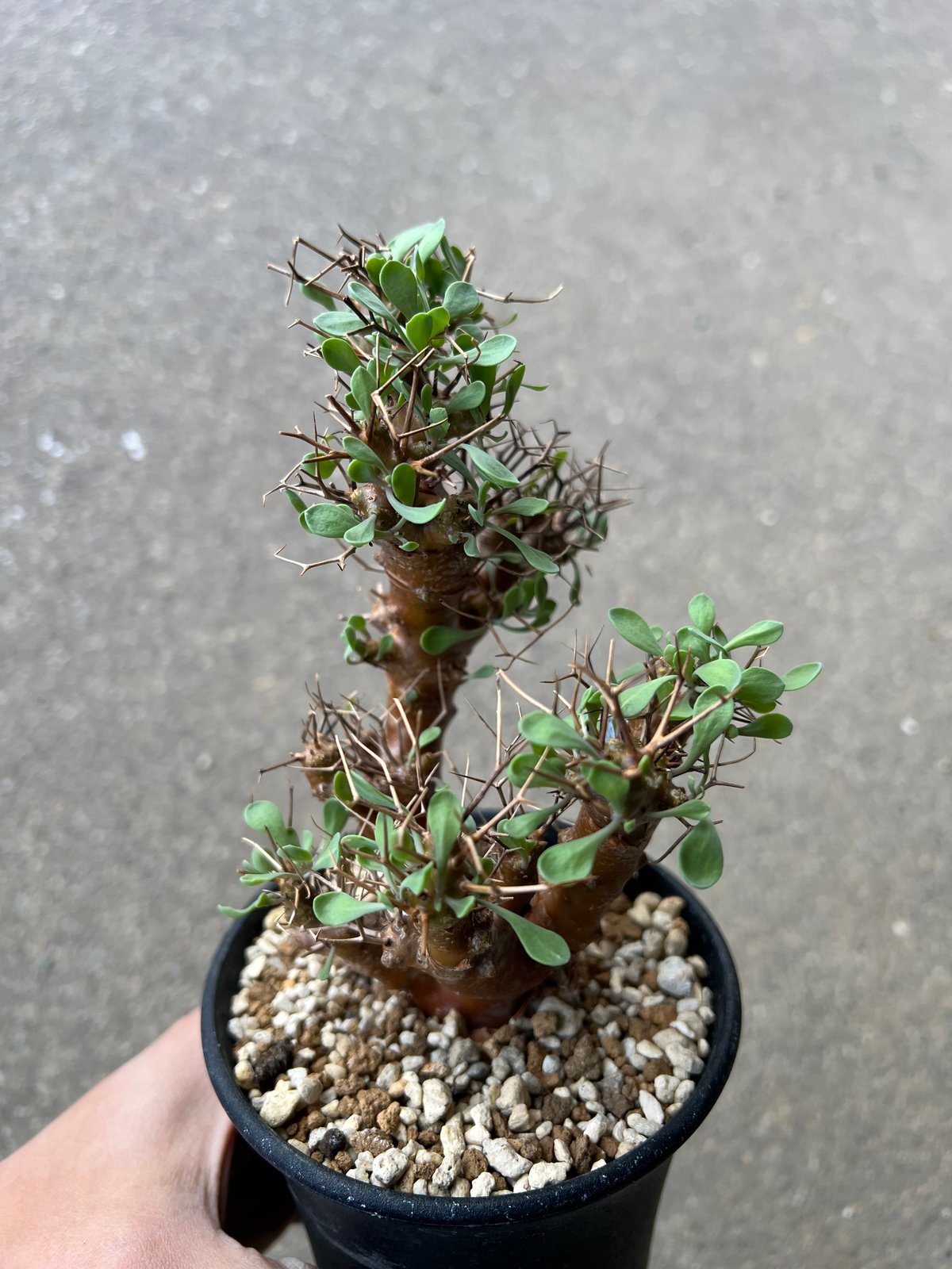 オトンナ ユーフォルビオイデス3 | STELLA.PLANTS