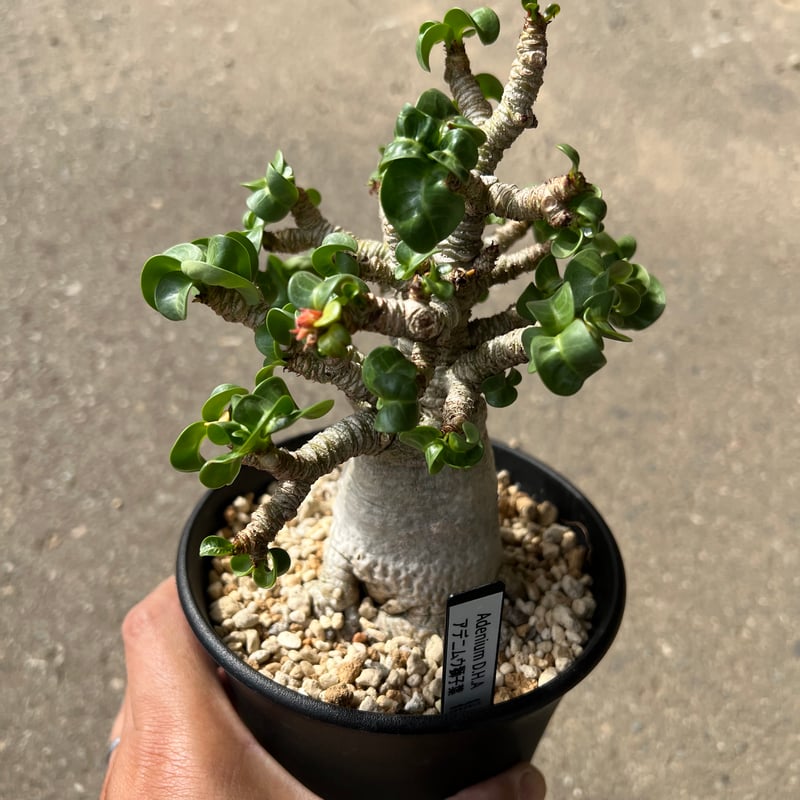 アデニウム D.H.A 獅子葉 4 | STELLA.PLANTS