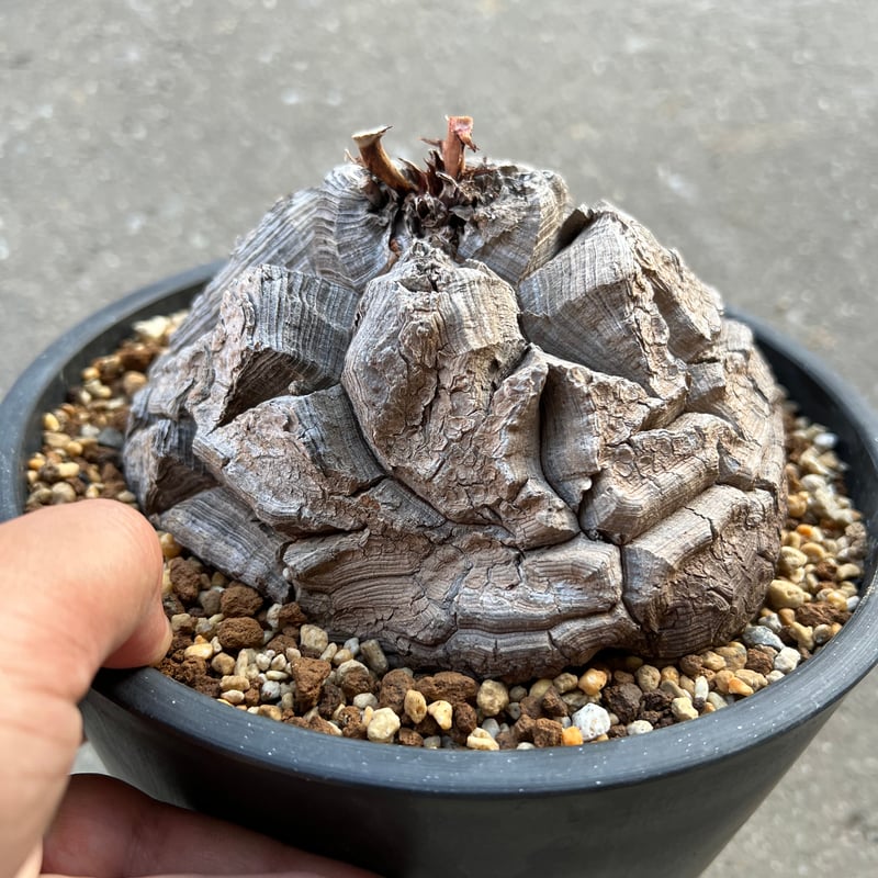 大株 ディオスコレア アフリカ亀甲竜 亀甲竜 鉢のまま発送 深裂株