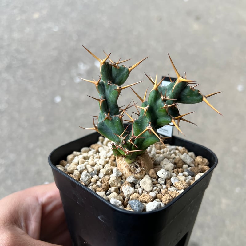 ユーフォルビア　クラビゲラ ユーフォルビア クラビゲラ Euphorbia clavigera no.41816