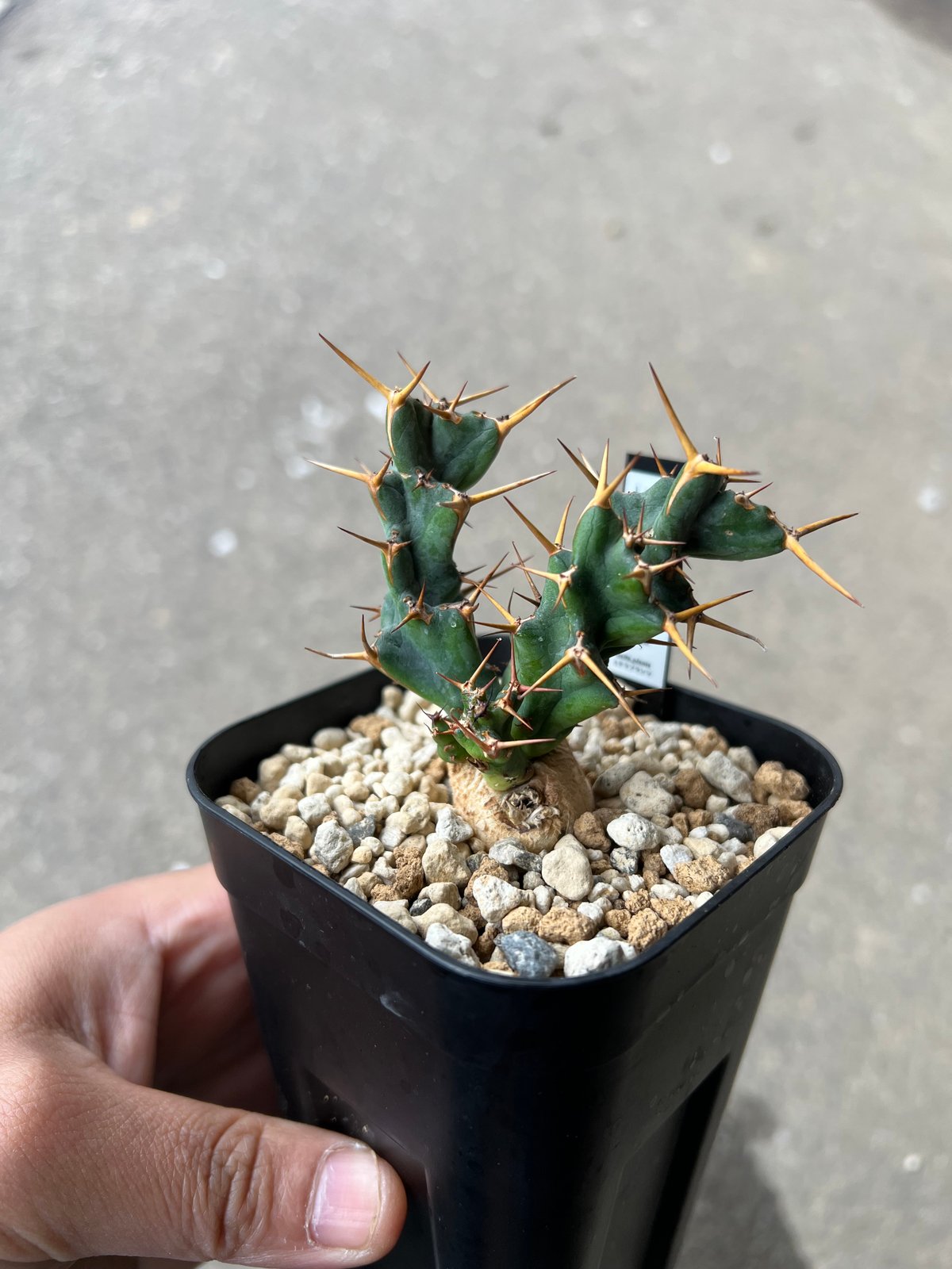 ユーフォルビア クラビゲラ3 | STELLA.PLANTS