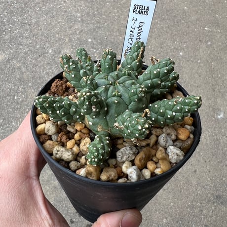 ユーフォルビア ガムケンシス3